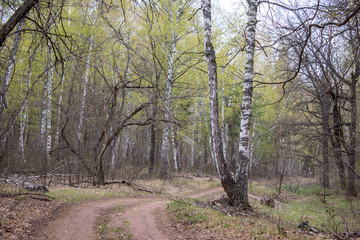 mixed forest