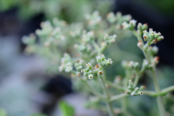 one of the types of evergreen succulents for home decoration and cultivation