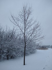 tree in winter in Ottawa