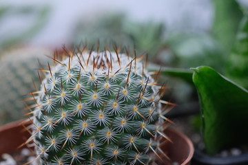 a small cactus in a plastic pot with peat and earth for primary cultivation