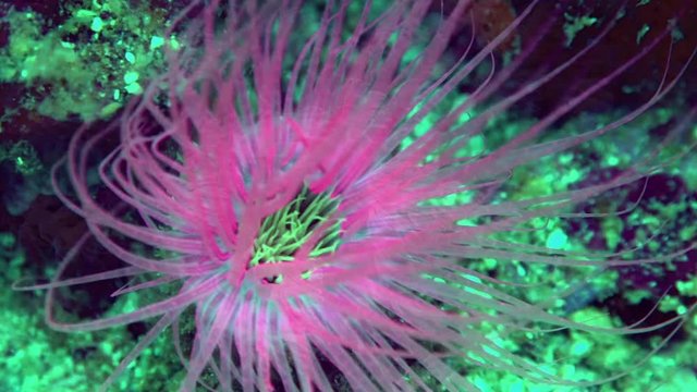 Flower Tube Anemone (Cerianthus filiformis). A colorful Flower Tube Anemone. Also known as Firework Anemone, Glass Anemone, Hexacorals, Tube Anemones, Tube-dwelling Anemone