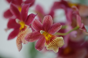 Fototapeta premium leaves of a young Orchid of bright color against the background of the same types of flowers