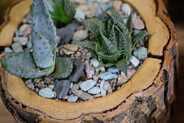 florarium made of natural wood stump with different types of succulents and decor