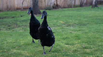 Black Runner Ducks