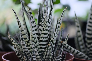 a small succulent with a bright striped color is planted in a plastic pot for cultivation