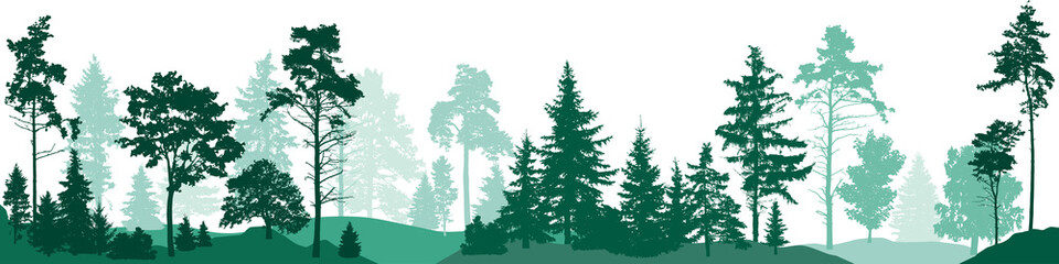 Fir trees forest. Isolated on white background. Vector illustration