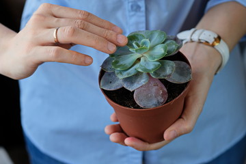 female hands touch a single leaf of succulent planted in a plastic pot