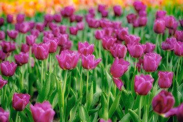 Fototapeta premium Beautiful tulips in the garden