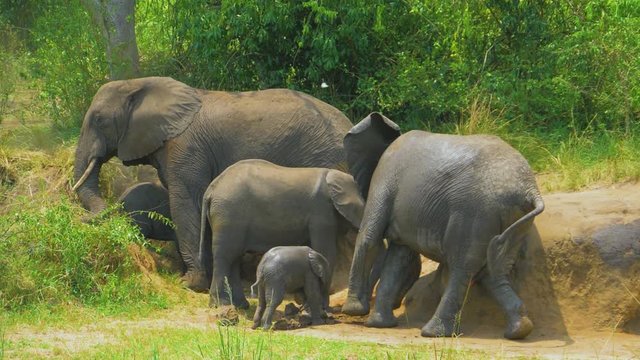 Full family of elephants stands on the beach. The mother of an elephant rubs on the ground. African safari. Long shot on a telephoto lens. Extra slow motion out of 180 fps. Kasese, Uganda.