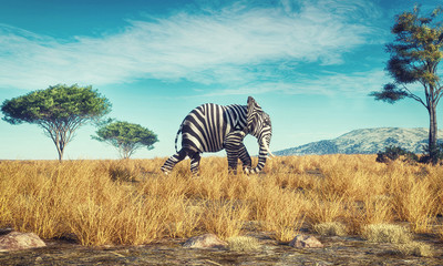 Fototapeta Elephant zebra different obraz