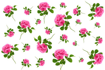 Rose Blume nahtlose Muster. Blumenhintergrund. Rosa Rosen auf weißem Hintergrund.
