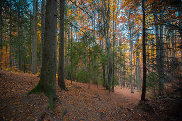 Fototapeta premium Forest view during an autumn day