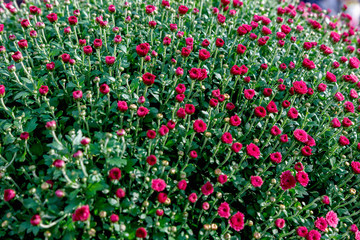 Fototapeta premium Flowers, beautiful chrysanthemum flowers wallpaper background. Autumn chrysanthemum flowers.