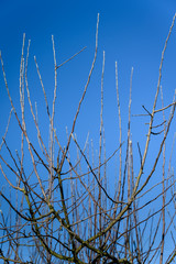 Obraz premium Sprouts of apple tree branches on a tree in spring.