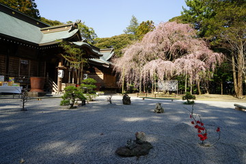 Fototapeta premium 吉田神社 しだれ桜