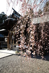 吉田神社　しだれ桜