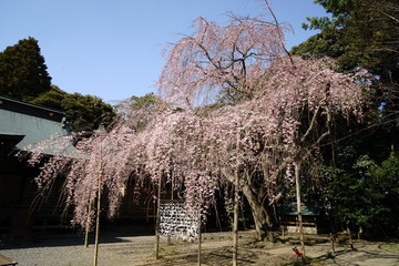 吉田神社　しだれ桜