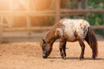 Fototapeta premium horse eating grass