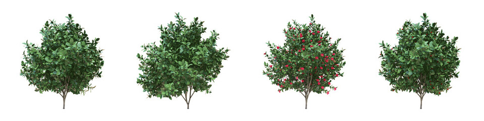 Obraz premium Młode prawdziwe drzewa japońskiej kamelii wyhodowane na kanale alfa z matową czarno-białą luminancją. Camellia japonica we wszystkich porach roku. Renderowanie 3D do cyfrowej kompozycji.