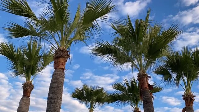 Palm tree moving cloud time lapse passing speeding overhead concept travel fast time