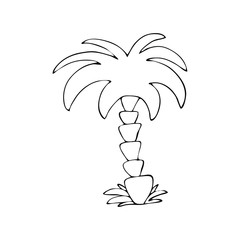 Hand drawn palm. Vector illustration for coloring book and summer design.