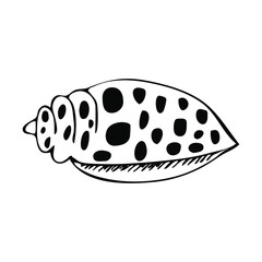Seashell drawn, great design for any purposes. Vector illustration object. Vacation, summer.