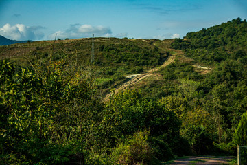 forest views and...