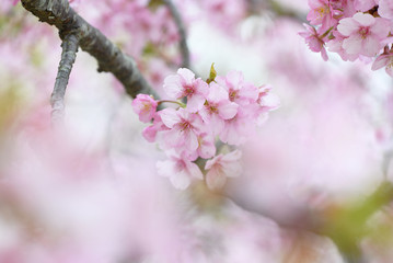 河津桜