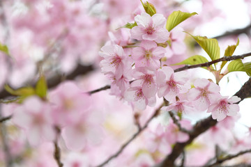 河津桜