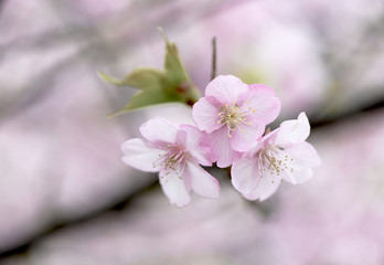 河津桜