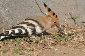 Hoopoe feeding on a lawn in Israel. An adult bird is looking for insects. © TRINGA