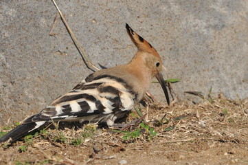 Hoopoe feeding on a lawn in Israel. An adult bird is looking for insects.