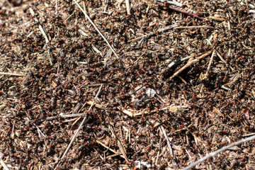 red ants on an anthill