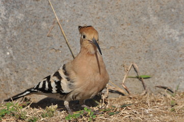 Hoopoe feeding on a lawn in Israel. An adult bird is looking for insects. © TRINGA