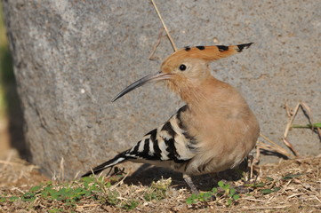 Hoopoe feeding on a lawn in Israel. An adult bird is looking for insects.