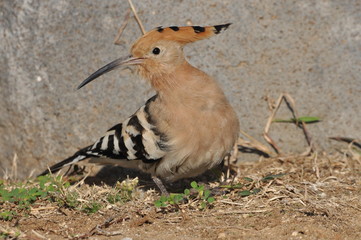 Hoopoe feeding on a lawn in Israel. An adult bird is looking for insects.