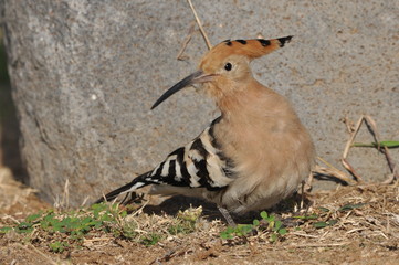 Hoopoe feeding on a lawn in Israel. An adult bird is looking for insects. © TRINGA