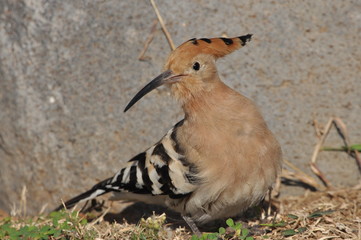 Hoopoe feeding on a lawn in Israel. An adult bird is looking for insects.