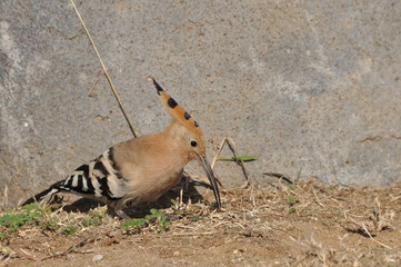 Hoopoe feeding on a lawn in Israel. An adult bird is looking for insects.