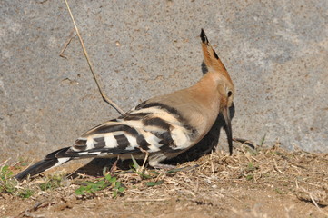 Hoopoe feeding on a lawn in Israel. An adult bird is looking for insects.