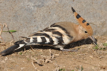 Hoopoe feeding on a lawn in Israel. An adult bird is looking for insects. © TRINGA