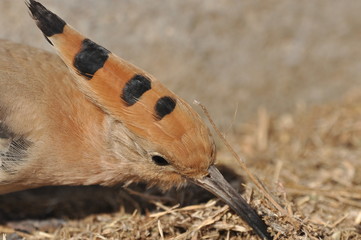 Hoopoe feeding on a lawn in Israel. An adult bird is looking for insects.