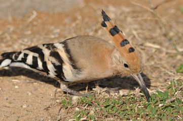 Hoopoe feeding on a lawn in Israel. An adult bird is looking for insects. © TRINGA