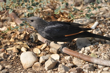 Tristram's starling, a black shiny and exotic bird in the Ein Gedi National Park in Israel.