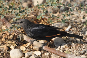 Tristram's starling, a black shiny and exotic bird in the Ein Gedi National Park in Israel. © TRINGA