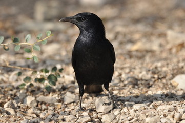 Tristram's starling, a black shiny and exotic bird in the Ein Gedi National Park in Israel. © TRINGA