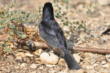 Tristram's starling, a black shiny and exotic bird in the Ein Gedi National Park in Israel.