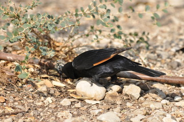 Tristram's starling, a black shiny and exotic bird in the Ein Gedi National Park in Israel.