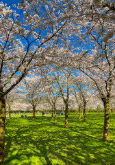 Naklejka premium Cherry Blossom in Amsterdam
