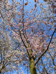 Cherry Blossom in Amsterdam